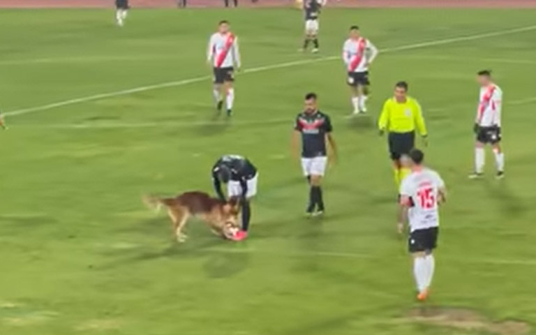 ΠΟΔΟΣΦΑΙΡΙΚΟΣ ΑΓΩΝΑΣ: Ένα σκύλος έκλεψε τη παράσταση διακόπτοντας τον αγώνα-(Βίντεο)