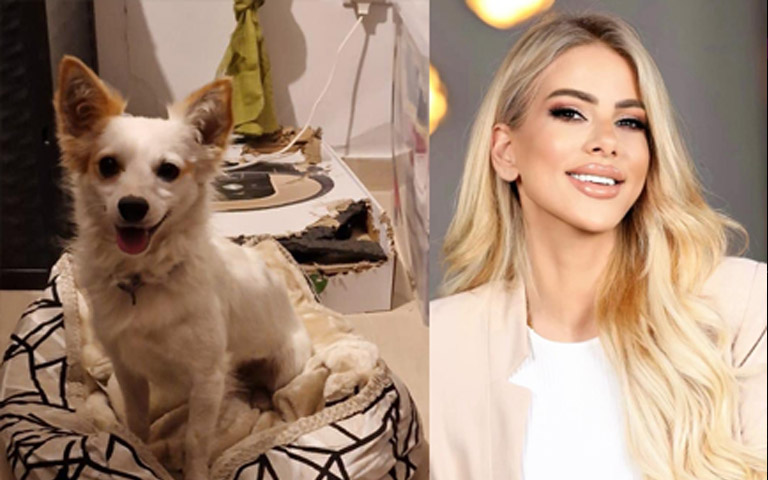 XΡΙΣΤΙΝΑ ΔΗΜΗΤΡΙΟΥ: Ζητείται φιλόζωος για να προσφέρει αγάπη και φροντίδα σε εγκαταλειμμένο σκυλάκι-(Φώτο)