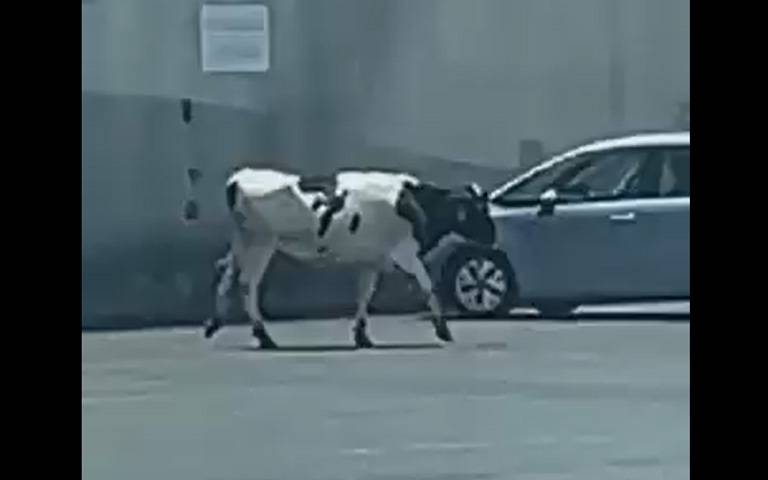 ΛΙΜΑΝΙ ΛΑΡΝΑΚΑΣ: Mια ασυνήθιστη απόδραση με πρωταγωνίστρια μια Αγελάδα-Ποιος την ψάχνει; (Βίντεο)