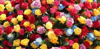 «ΤΟ ΛΟΥΛΟΥΔΙ»: Κάποιοι θα σε αμφισβητήσουν – εσύ απλώς συνέχισε να ανθίζεις