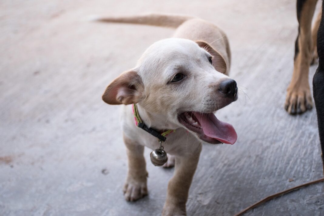 ΖΩΟΦΙΛΟΙ: Μέσα από τις στάχτες, η ελπίδα υπάρχει ακόμη-Μια πρωτότυπη προσπάθεια για τα ζώα που χάθηκαν στην πυρκαγιά