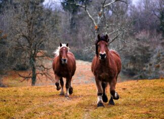 ΚΥΠΡΟΣ: Οι «παραβάσεις της καθημερινότητας» που γίνονται αδικήματα – Χαλιά, σκυλιά, παράθυρα και… άλογα μέσα στο σπίτι-Νομοσχέδιο για 22 καθημερινές παραβάσεις