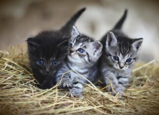 ΕΞΑΦΑΝΙΣΕΙΣ ΓΑΤΙΩΝ: Η πραγματική απειλή για τα ζώα δεν έχει εθνικότητα