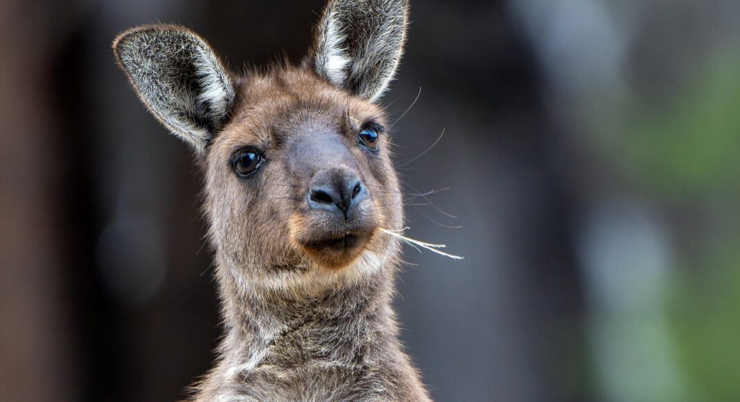 ΚΑΤΑΔΙΚΗ: Φυλάκιση για κακοποίηση ζώου στην Αμμόχωστο