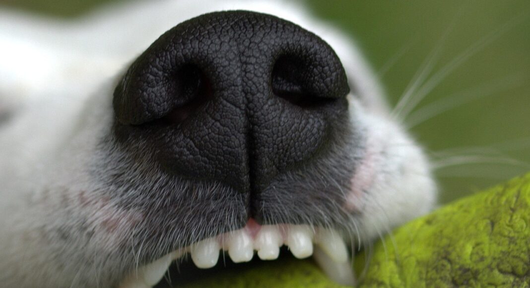 ΖΑΚΥΝΘΟΣ: 18μηνο αγοράκι νεκρό μετά από επίθεση οικογενειακού σκύλου