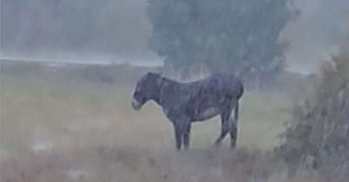 ΠΡΟΔΡΟΜΙ ΠΑΦΟΥ: Ένα σοκαριστικό βίντεο που αποκαλύπτει έλλειψη παιδείας – το δεμένο γαϊδουράκι κάτω από τη βροχή