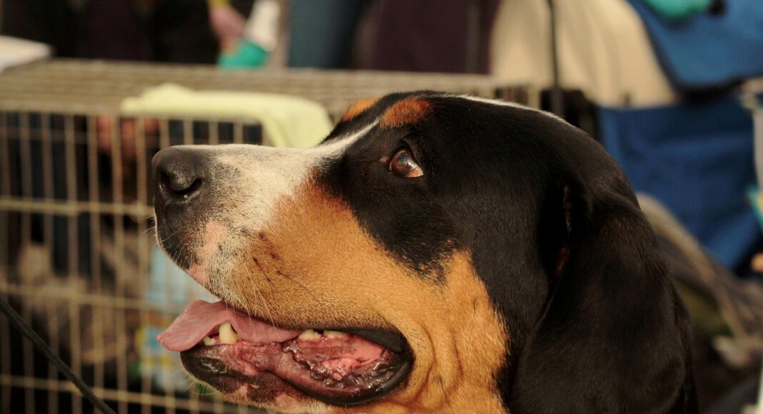 FIR &Alpha;&Theta;&Eta;&Nu;&Omega;&Nu;: &Sigma;&upsilon;&nu;&epsilon;&chi;ί&zeta;&epsilon;&tau;&alpha;&iota; &eta; &tau;&alpha;&lambda;&alpha;&iota;&pi;&omega;&rho;ί&alpha;-&Pi;ά&nu;&omega; &alpha;&pi;ό 2.000 &alpha;&pi;&omicron;&sigma;&kappa;&epsilon;&upsilon;έ&sigmaf; &alpha;&gamma;&nu;&omicron;&omicron;ύ&nu;&tau;&alpha;&iota;-&Pi;&rho;&omicron;&beta;&lambda;ή&mu;&alpha;&tau;&alpha; &mu;&epsilon; &tau;&alpha; &kappa;&alpha;&tau;&omicron;&iota;&kappa;ί&delta;&iota;&alpha;