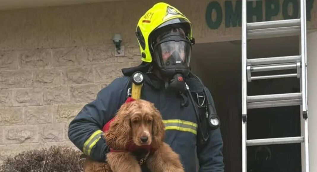 &Pi;&Rho;&Alpha;&Xi;&Eta; &Alpha;&Nu;&Theta;&Rho;&Omega;&Pi;&Iota;&Alpha;&Sigma;: Έ&sigma;&omega;&sigma;&alpha;&nu; &sigma;&kappa;&upsilon;&lambda;ά&kappa;&iota; &pi;&omicron;&upsilon; &kappa;&iota;&nu;&delta;ύ&nu;&epsilon;&upsilon;&epsilon; &alpha;&pi;ό &pi;&upsilon;&rho;&kappa;&alpha;&gamma;&iota;ά &sigma;&epsilon; &delta;&iota;&alpha;&mu;έ&rho;&iota;&sigma;&mu;&alpha; &sigma;&tau;&eta; &Lambda;ά&rho;&nu;&alpha;&kappa;&alpha;-(&Phi;ώ&tau;&omicron;)