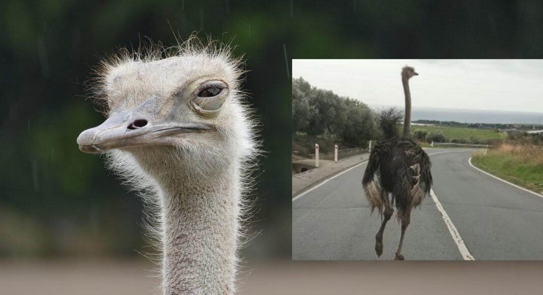 &Pi;&Alpha;&Phi;&Omicron;&Sigma;: &Omicron; &sigma;&tau;&rho;&omicron;&upsilon;&theta;&omicron;&kappa;ά&mu;&eta;&lambda;&omicron;&sigmaf; &pi;&omicron;&upsilon; έ&gamma;&iota;&nu;&epsilon; viral &ndash; Έ&nu;&alpha; &alpha;&sigma;&upsilon;&nu;ή&theta;&iota;&sigma;&tau;&omicron; &alpha;&lambda;&lambda;ά &epsilon;&pi;&iota;&kappa;ί&nu;&delta;&upsilon;&nu;&omicron; &pi;&epsilon;&rho;&iota;&sigma;&tau;&alpha;&tau;&iota;&kappa;ό-(&Beta;ί&nu;&tau;&epsilon;&omicron;)