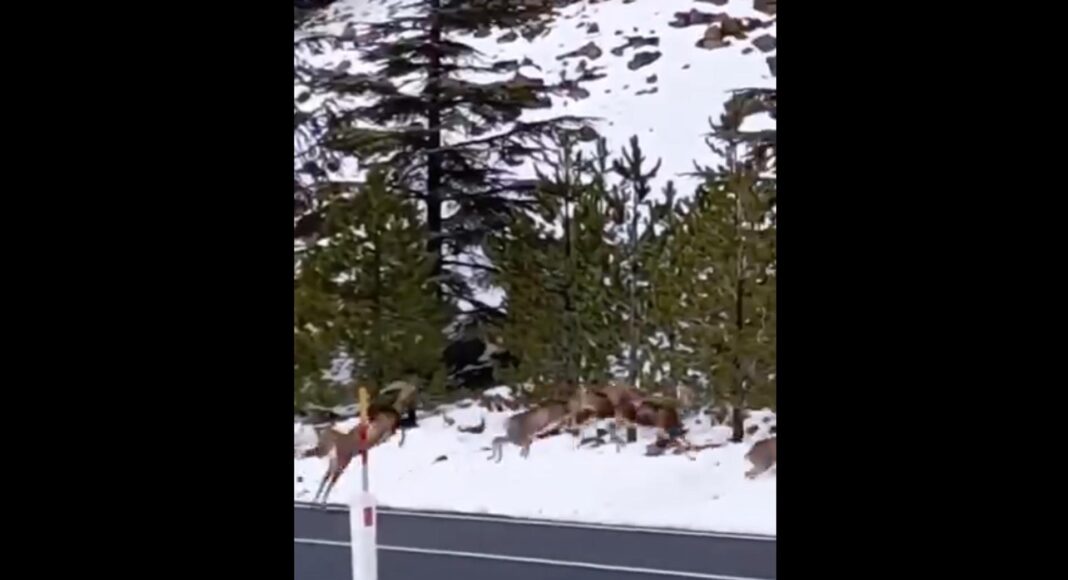 ΧΙΟΝΙΣΜΕΝΟ ΤΡΟΟΔΟΣ: Αγρινά σε μια μαγευτική διαδρομή-(Βίντεο)