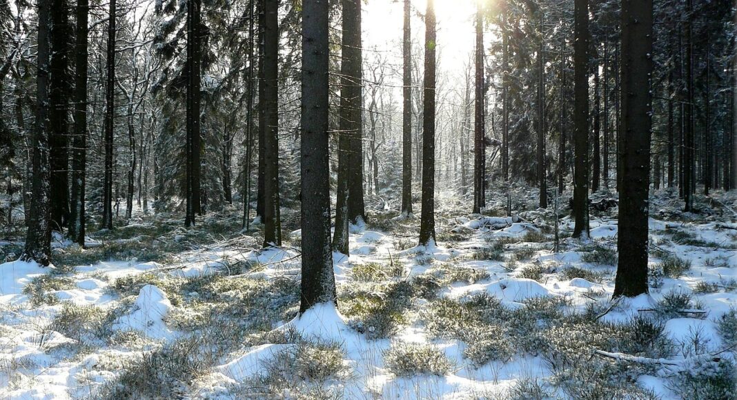 &Tau;&Rho;&Omicron;&Omicron;&Delta;&Omicron;&Sigma;: &Pi;&rho;&omega;&iota;&nu;ό&sigmaf; &pi;&epsilon;&rho;ί&pi;&alpha;&tau;&omicron;&sigmaf; &sigma;&tau;&omicron; &chi;&iota;ό&nu;&iota; &ndash; &Eta; &omicron;&mu;&omicron;&rho;&phi;&iota;ά &kappa;&rho;ύ&beta;&epsilon;&tau;&alpha;&iota; &sigma;&tau;&eta; &phi;ύ&sigma;&eta;-(&Beta;ί&nu;&tau;&epsilon;&omicron;)