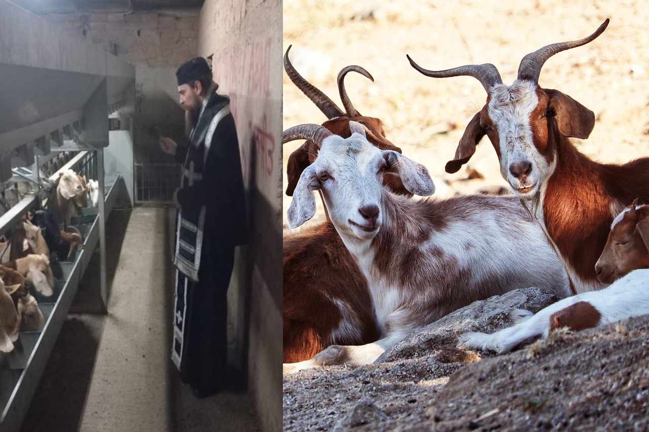 &Iota;&Epsilon;&Rho;&Alpha; &Mu;&Eta;&Tau;&Rho;&Omicron;&Pi;&Omicron;&Lambda;&Eta; &Kappa;&Iota;&Tau;&Iota;&Omicron;&Upsilon;: &Alpha;&nu;&alpha;&lambda;&eta;&theta;ή &delta;&eta;&mu;&omicron;&sigma;&iota;&epsilon;ύ&mu;&alpha;&tau;&alpha; &gamma;&iota;&alpha; &tau;&eta;&nu; &epsilon;&pi;ί&sigma;&kappa;&epsilon;&psi;&eta; &sigma;&epsilon; &kappa;&tau;&eta;&nu;&omicron;&tau;&rho;&omicron;&phi;&iota;&kappa;έ&sigmaf; &mu;&omicron;&nu;ά&delta;&epsilon;&sigmaf;