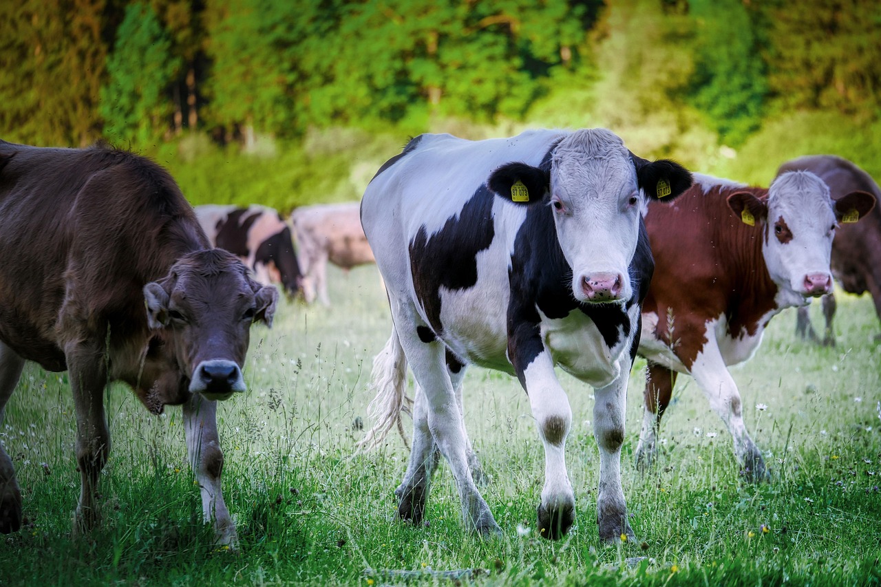 &Lambda;&Epsilon;&Upsilon;&Kappa;&Omega;&Sigma;&Iota;&Alpha;: &Kappa;&tau;&eta;&nu;&omicron;&tau;&rho;ό&phi;&omicron;&iota; &sigma;&tau;&omicron; &Pi;&rho;&omicron;&epsilon;&delta;&rho;&iota;&kappa;ό &ndash; &pi;&omicron;&rho;&epsilon;ί&alpha; &pi;&omicron;&upsilon; &theta;&alpha; &laquo;&tau;&alpha;&rho;ά&xi;&epsilon;&iota;&raquo; &tau;&eta;&nu; &kappa;&upsilon;&kappa;&lambda;&omicron;&phi;&omicron;&rho;ί&alpha;