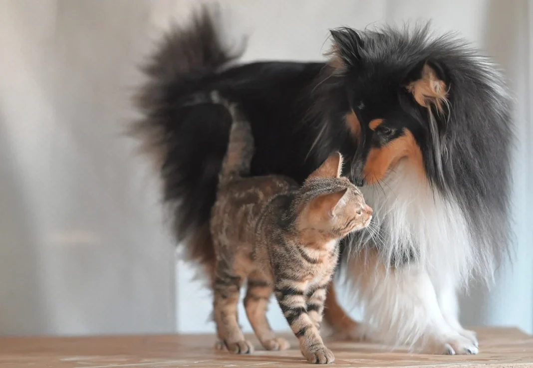 ΣΥΡΟΣ: Η ανθρωπιά σε δράση – Δωρεάν διαμονή για εθελοντές που φροντίζουν τα αδέσποτα