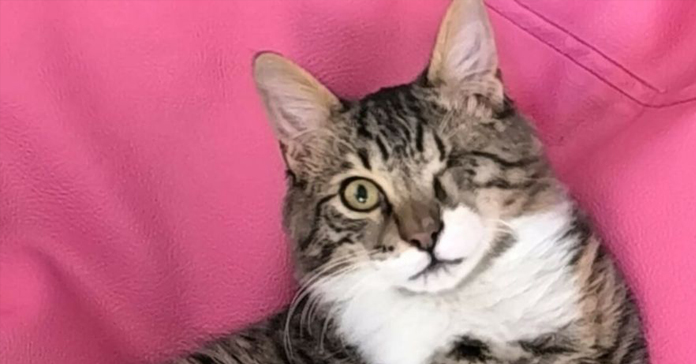 BIBI: O μικρός ταξιδιώτης τυφλός γάτος που χάθηκε -Έκκληση για βοήθεια