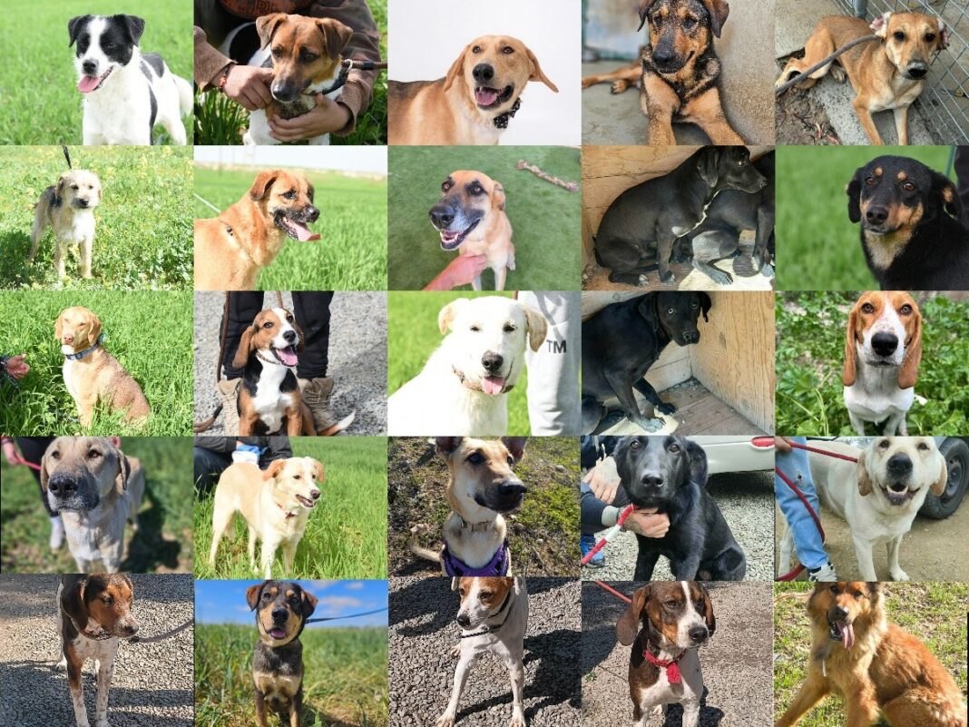 24 Πρώην Αδεσποτάκια Κινδυνεύουν να Χάσουν τη Μοναδική τους Ευκαιρία για Ζωή