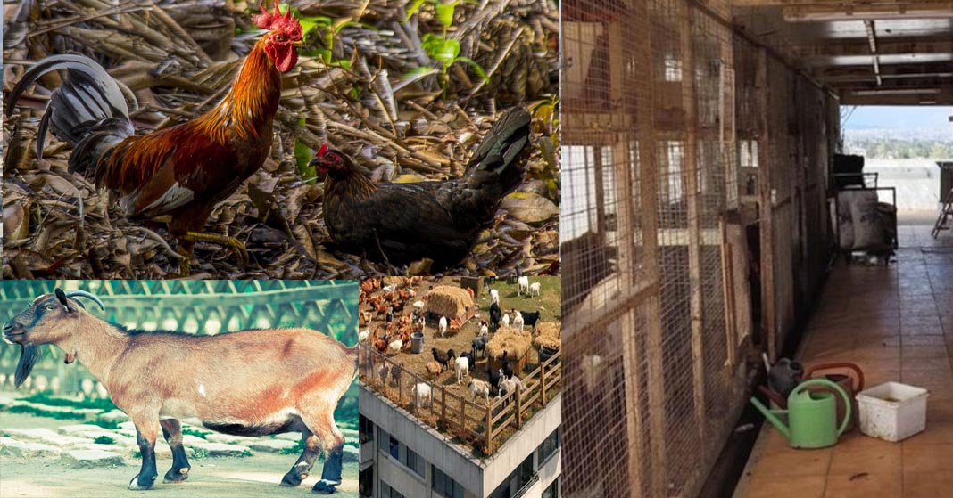 ΤΡΑΓΕΛΑΦΙΚΟ: Κότες, κατσίκες και… πάπιες στον 16ο όροφο – (Βίντεο)