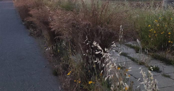 ΚΥΠΡΟΣ: Πεζοδρόμια καλυμμένα από χόρτα λίγο πριν το καλοκαίρι – Αυξάνονται τα παράπονα και οι ανησυχίες -(Φώτο)