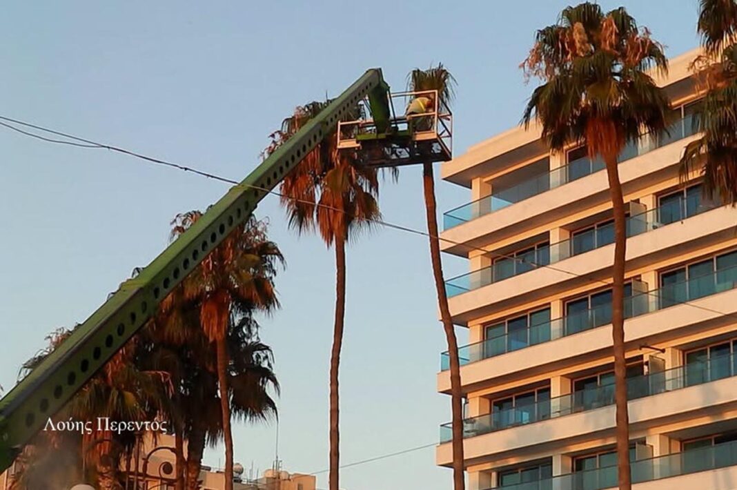 ΛΑΡΝΑΚΑ: Σε εξέλιξη το κλάδεμα των ιστορικών φοινίκων στην παραλία των Φοινικούδων- (Φώτο)
