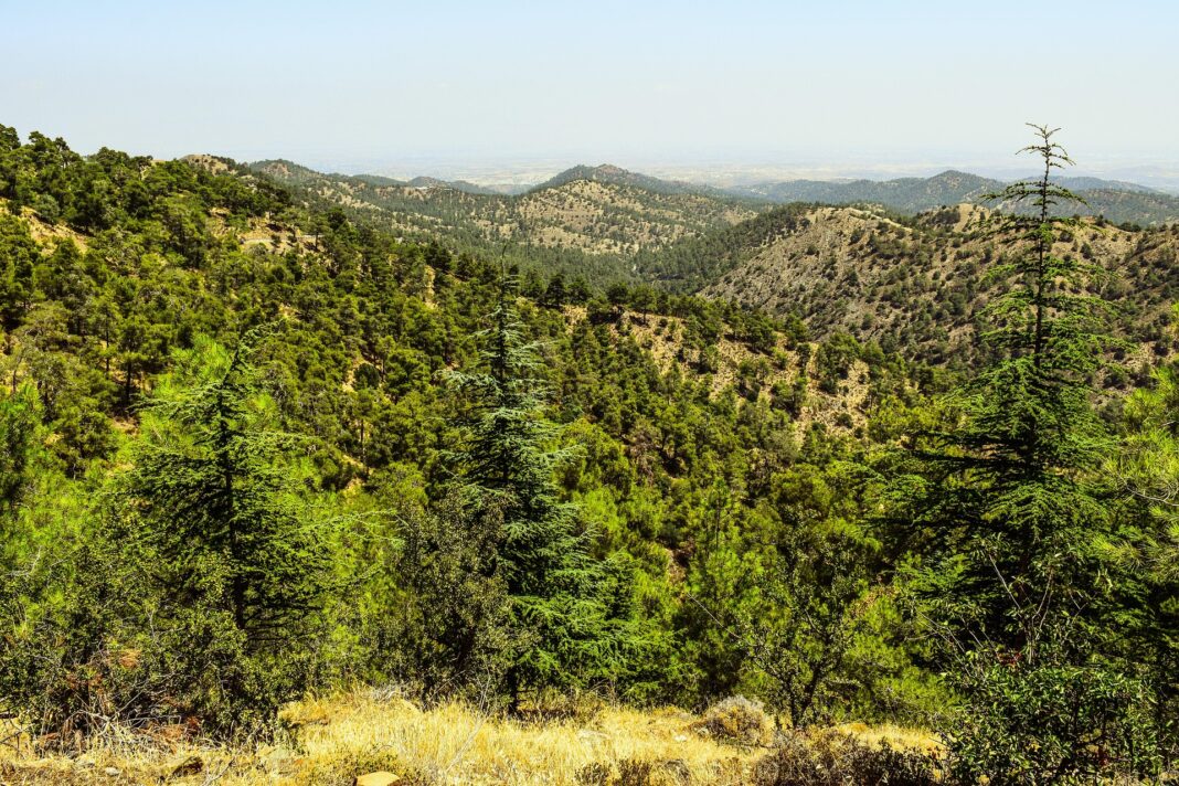 FAO: Τα δάση της Κύπρου στο επίκεντρο της παγκόσμιας προειδοποίησης– 1,56 δισ. εκτάρια γης υποβαθμίζονται